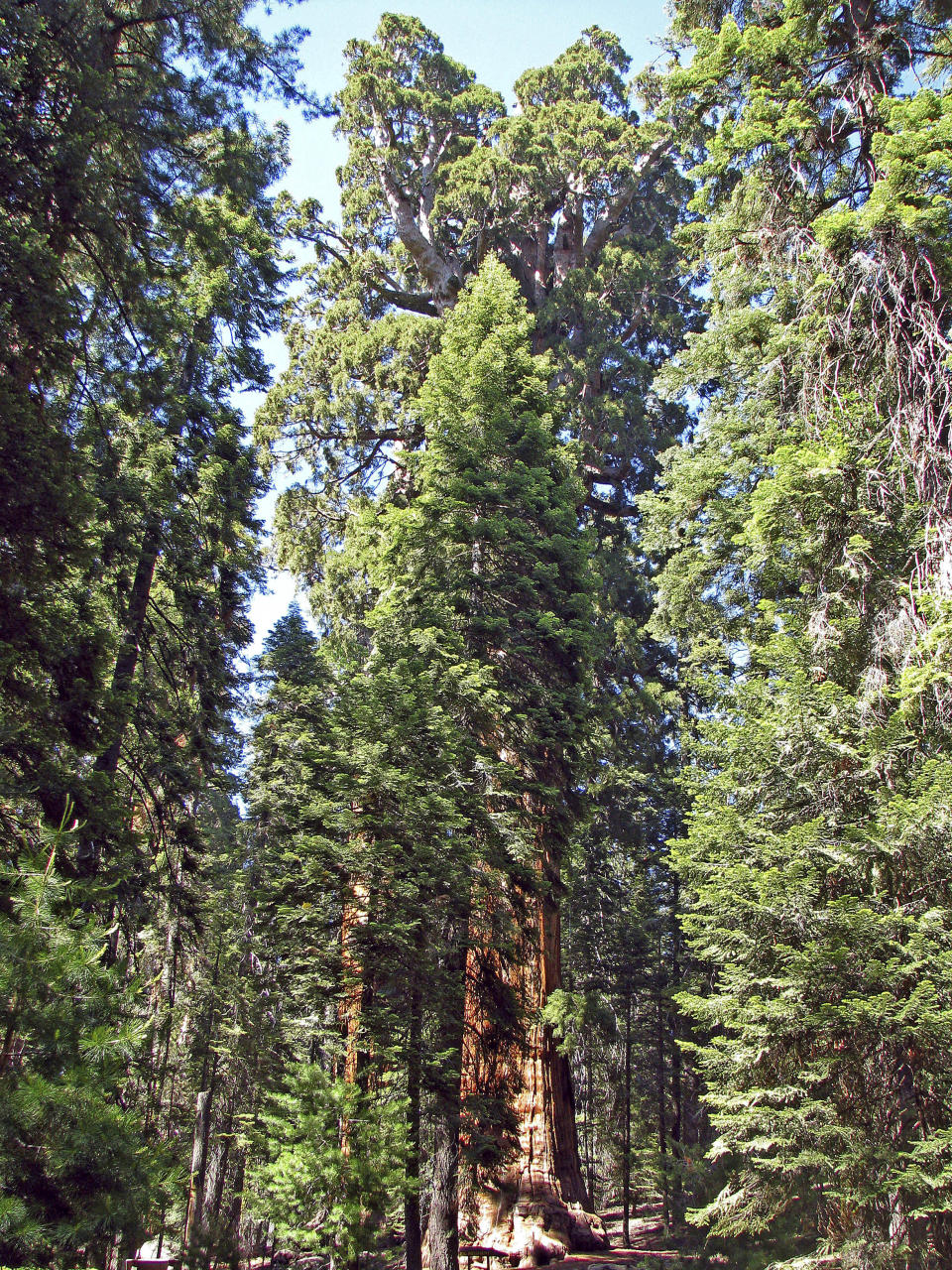 In this 2009 photo released by Steve Sillett, The President, a Giant Sequoia Tree, is shown in Sequoia National Park, Calif. After 3,240 years the Giant Sequoia is still growing wider at a consistent rate, which may be what most surprised the scientists examining how they and coastal redwoods will be impacted by climate change and whether they have a role to play in combatting it. (AP Photo/Steve Sillett)