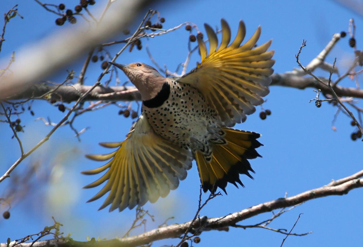 A Northern Flicker woodpecker takes off from the tree tops along Lake Ontario near the Braddock Bay East Spit in Greece Friday, April 26, 2024.
