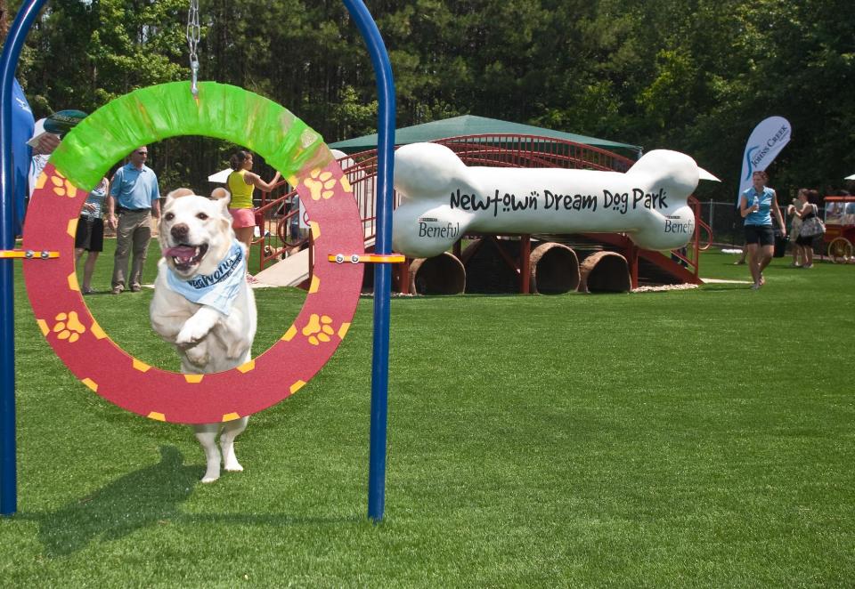 This June 15, 2011 photo released by Beneful shows Buddy, a yellow lab, making use of an agility hoop at the unveiling of America's first Dream Dog Park in Johns Creek, Ga. The $500,000 renovation of the dog park was awarded to the community by Beneful brand dog food as part of its WagWorld Dream Dog Park Contest. (AP Photo/Beneful, Jenni Girtman)