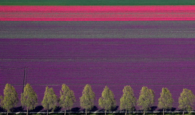 FILE PHOTO: An aerial view of tulip fields near the city of Creil