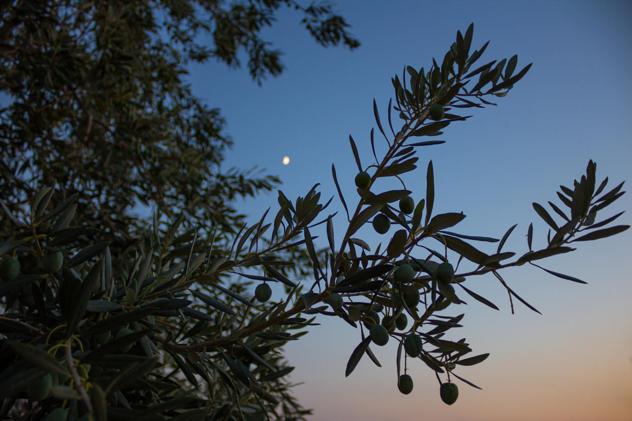 The olive harvest is killing millions of birds (Getty)