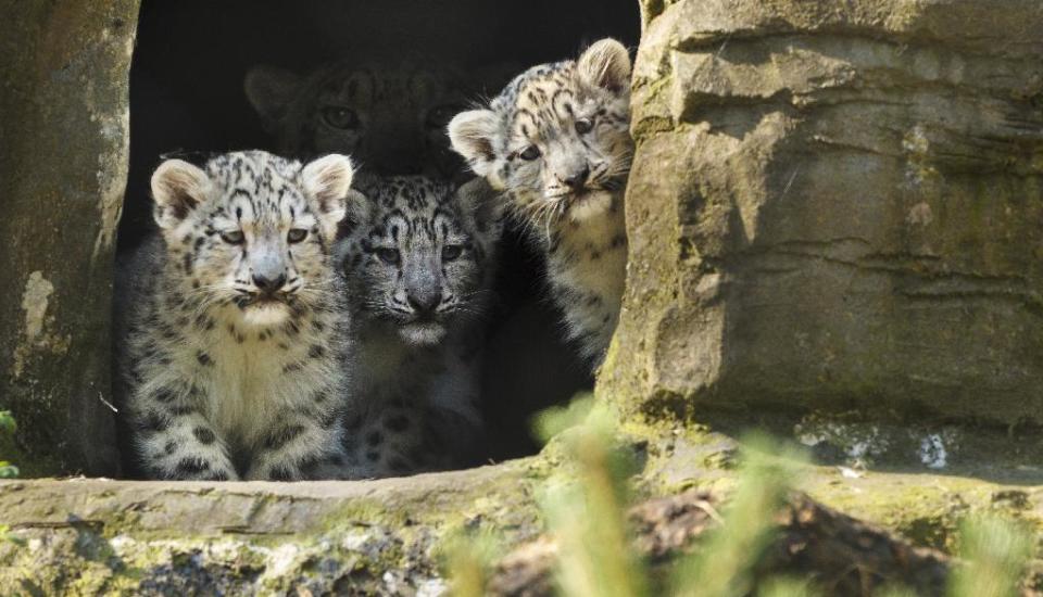 Snow Leopards at Marwell Zoo