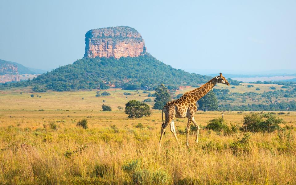 Giraffe on safari - GETTY