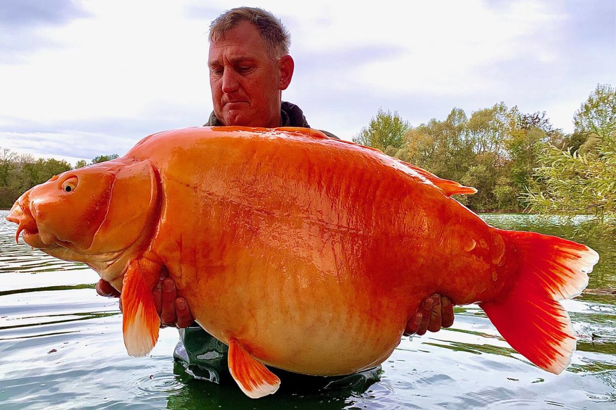 Angler Andy Hackett is celebrating after catching one of the world's biggest goldfish