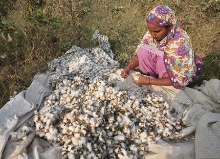 Jaswinder Kaur, a farmer, removes whitefly pest from cotton pods after plucking them from her damaged Bt cotton field on the outskirts of Bhatinda in Punjab, India, in this October 28, 2015 file photo. REUTERS/Munish Sharma/Files