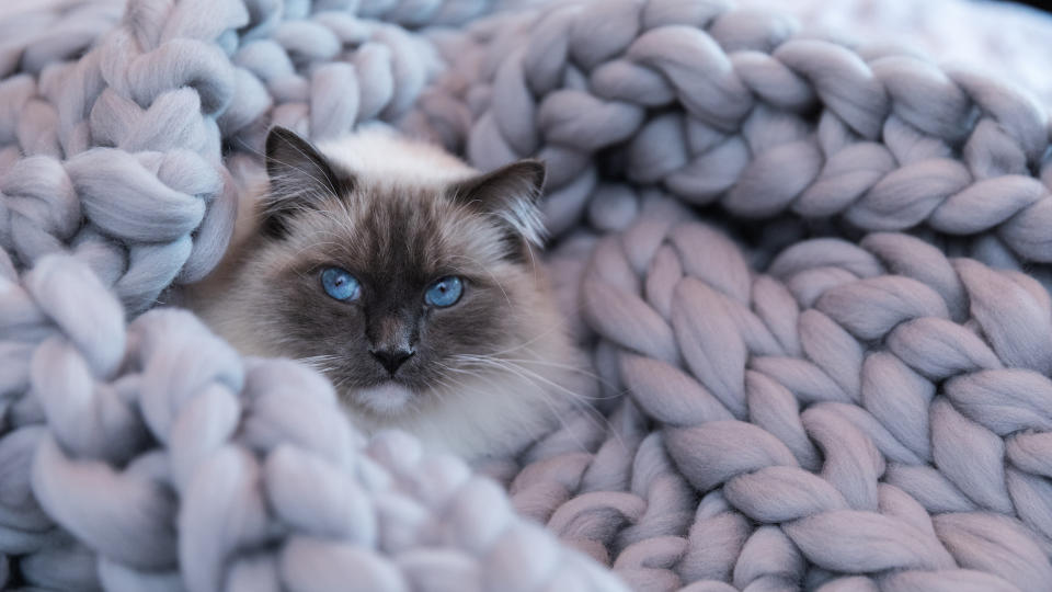 Ragdoll cat in grey blanket