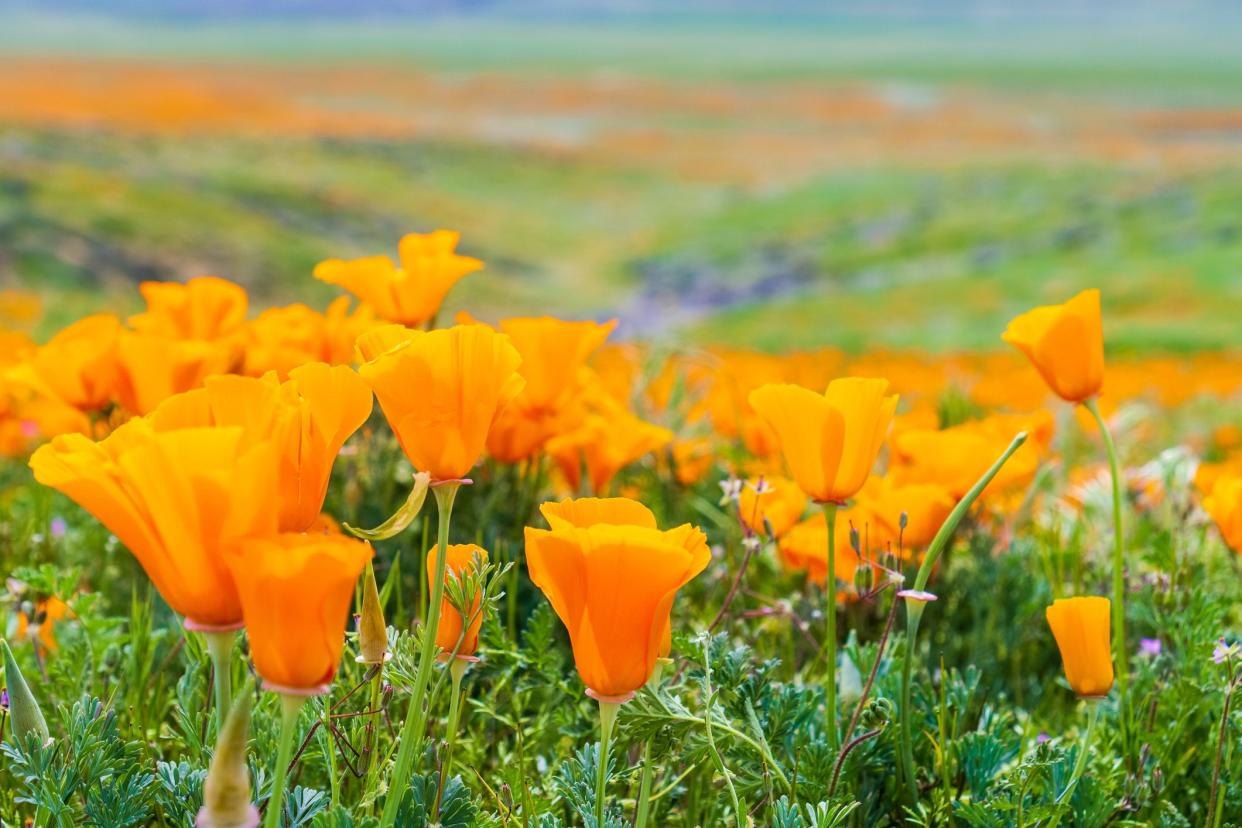 Antelope Valley California Poppy Preserve