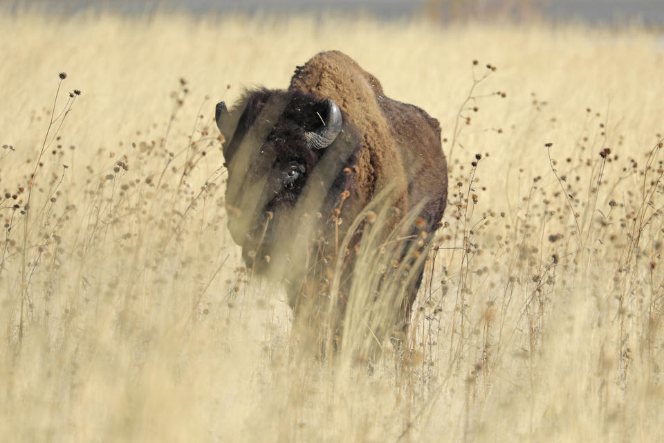 FILE- In this Oct. 26, 2019, file photo, a bison looks through the grass on Antelope Island in Utah. Evidence is mounting that wild North American bison are gradually shedding their genetic diversity across many of the isolated herds overseen by the U.S. government, weakening future resilience against disease and climate events in the shadow of human encroachment. Advances in genetics are bringing the concern in to sharper focus. (AP Photo/Rick Bowmer, File)