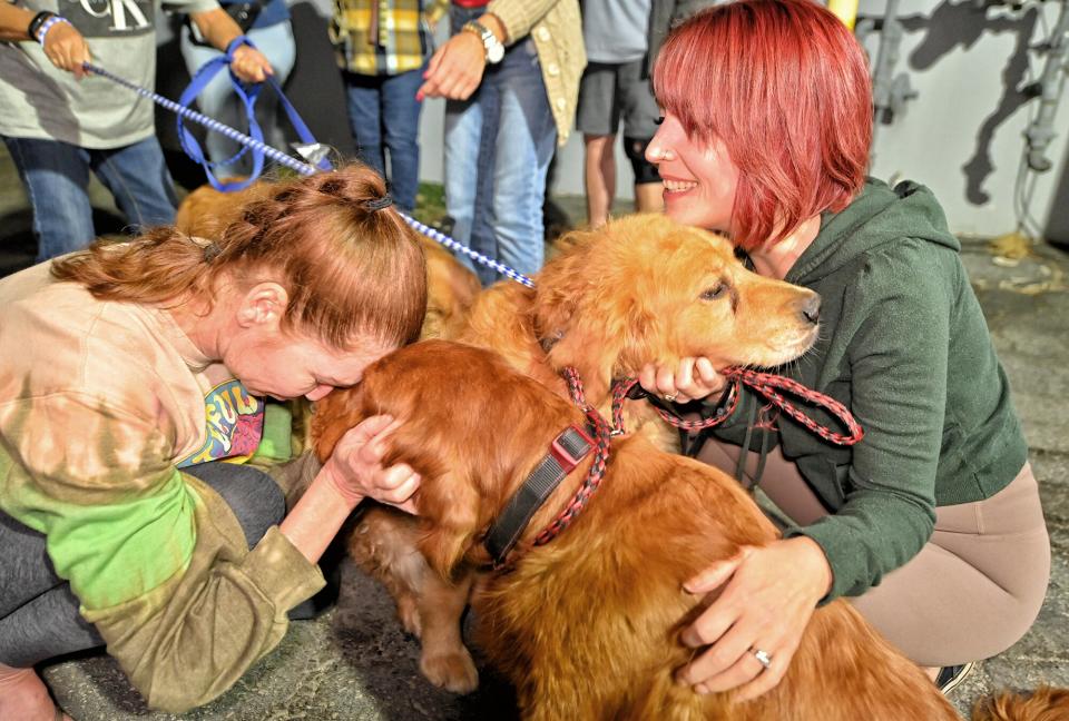 Golden Retrievers in China