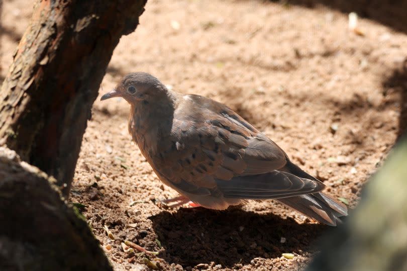 The Sorocco dove is extinct in the wild