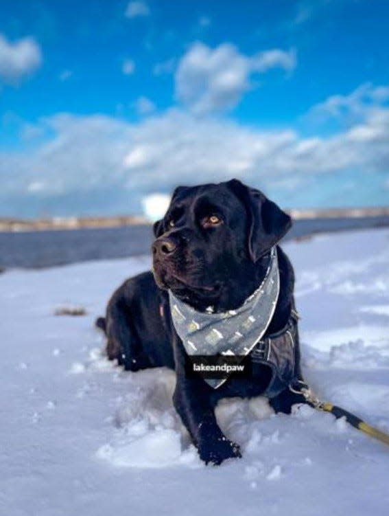 Bruce is musician Sarah Blacker's Instagram-famous chocolate Lab.