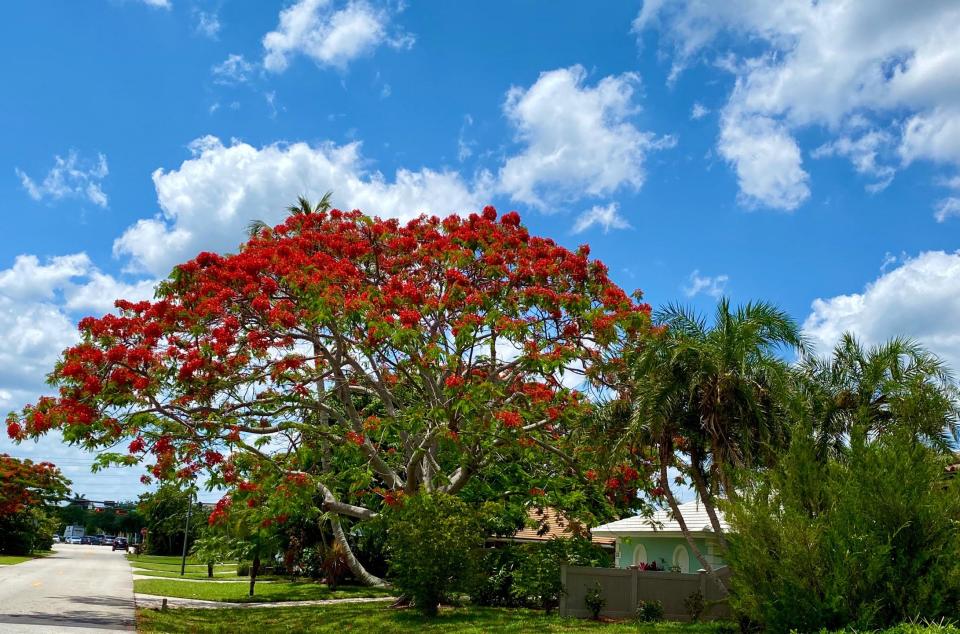 Wyatt Hyora found a beautiful blooming royal poinciana in Vero Beach recently.