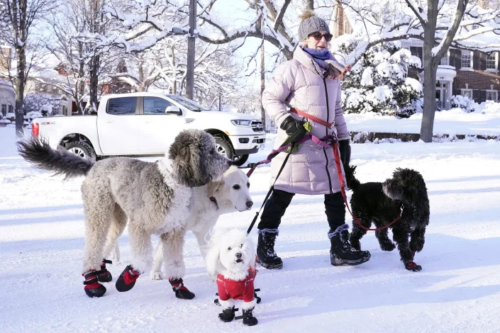 In a residential area covered with a few inches of snow, a woman walks four dogs, one in a bright red Santa coat, and one with its paws covered in black slippers with red socks..