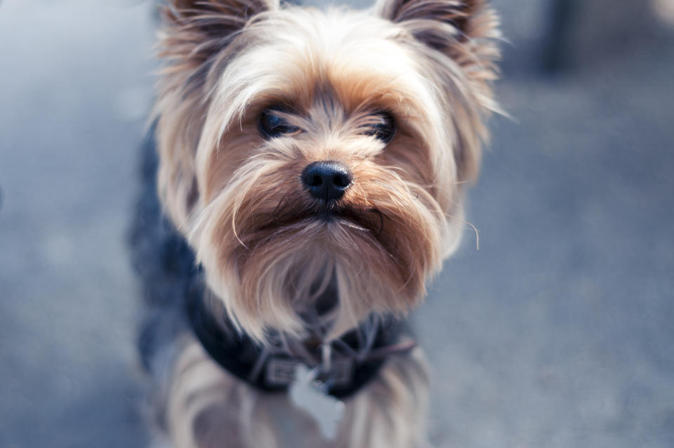 Ein vermisster Hund konnte im Tunnelsystem gefunden und gerettet werden. (Symbolbild: Getty Images)