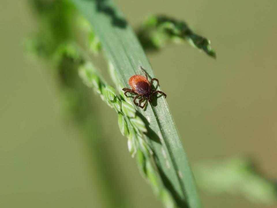 Tick on a Blade of Grass