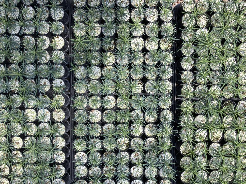 This May 18, 2022 image shows tiny ponderosa pine seedlings at a greenhouse in Santa Fe, N.M. Tens of thousands of the seedlings and an invaluable seed bank recently were evacuated from New Mexico State University's Forestry Research Center in the mountain community of Mora as the largest wildfire burning in the U.S. approached the facility. (AP Photo/Susan Montoya Bryan)