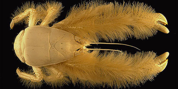 El cangrejo yeti tiene pelo y no tiene ojos. Foto: flickr.com/photos/bewarenerd/