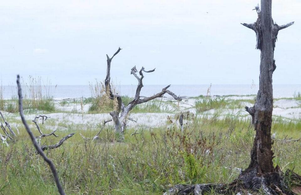 Dead trees, sand dunes and sea oats line the Atlantic Ocean shore of Bay Point Island.