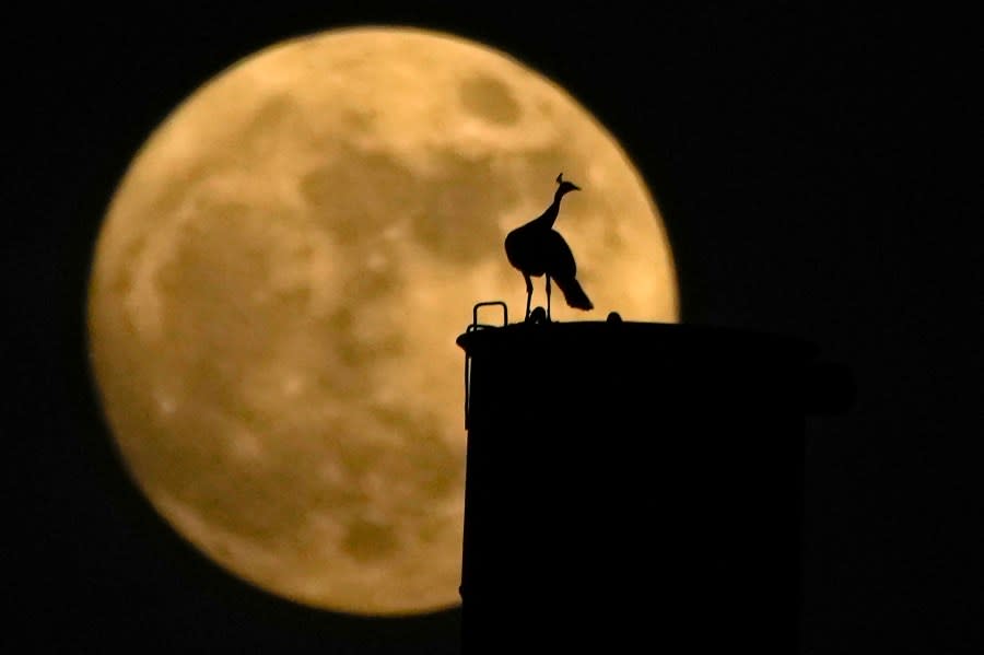 A peacock sits on a chimney as a nearly full moon rises behind it, in Hyderabad, India, Wednesday, Aug. 30, 2023. August 30 will see the month’s second supermoon, when a full moon appears a little bigger and brighter thanks to its slightly closer position to Earth. (AP Photo/Mahesh Kumar A.)