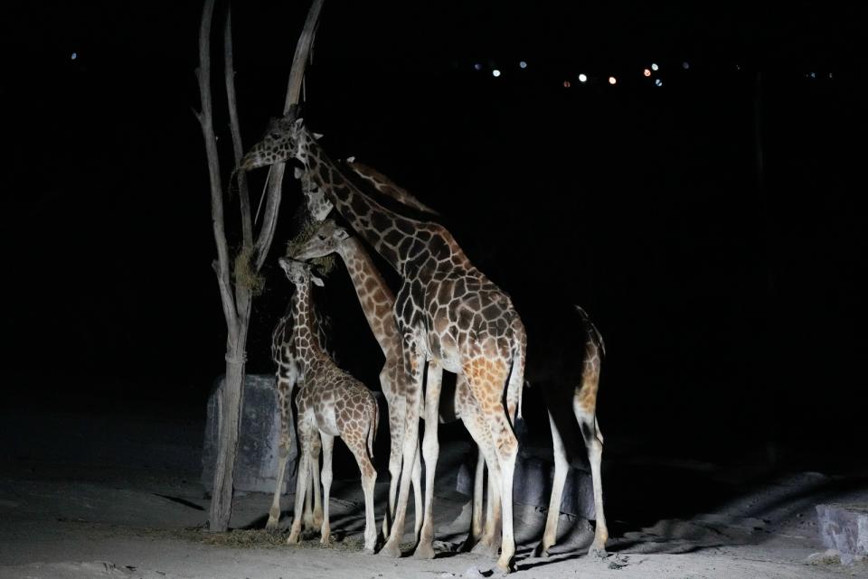 2024年1月23日凌晨，墨西哥普艾布拉州野生動物園的長頸鹿們。美聯社