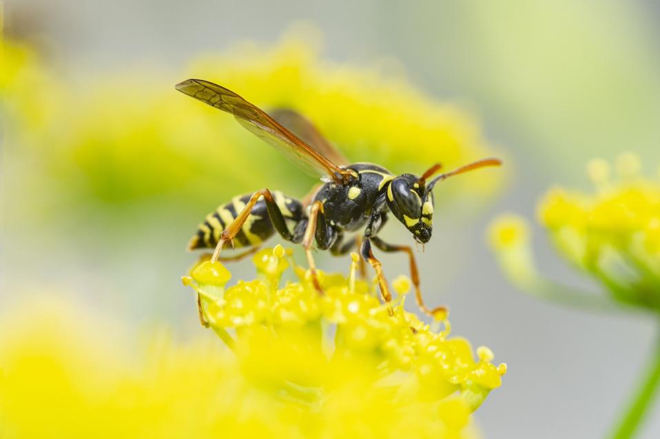 Wasps/Getty Images-1271137701