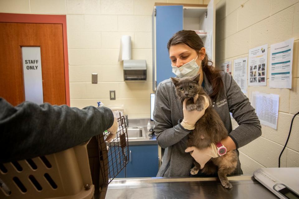 Doctor of Veterinary Medicine Julio Gomez, left, and Wildlife and Exotic Animal Tech Nicole Nicolet, right, inspect a mother cat at the Michigan Humane Society in Westland on Wednesday, April 6, 2022. 