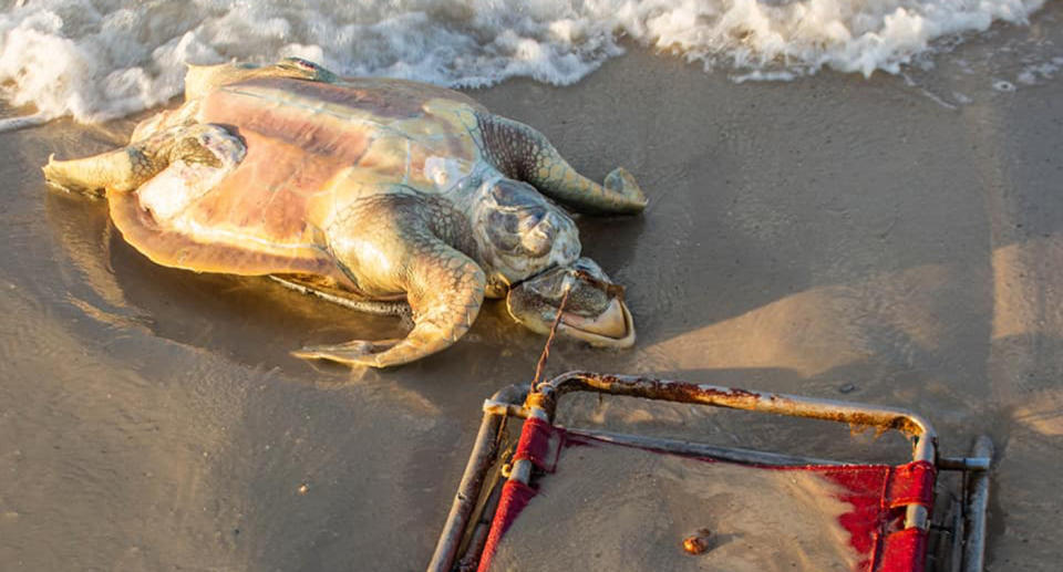 An endangered sea turtle was strangled by a discarded beach chair and found by environmental activists.