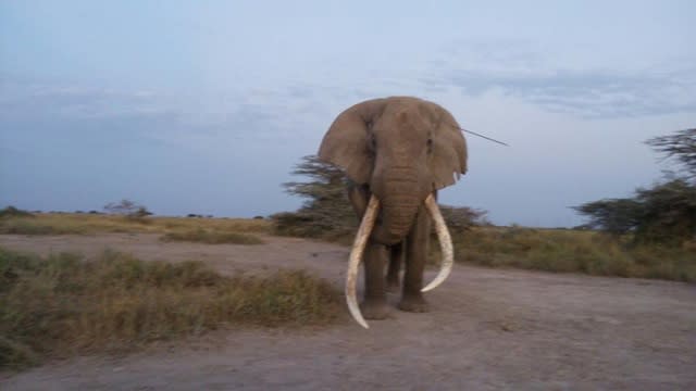 Elephant with spear in ear seeks treatment