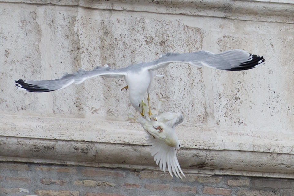 A dove which was freed by children flanked by Pope Francis during the Angelus prayer, is attacked by a seagull in St. Peter's Square, at the Vatican, Sunday, Jan. 26, 2014. Symbols of peace have come under attack at the Vatican. Two white doves were sent fluttering into the air as a peace gesture by Italian children flanking Pope Francis Sunday at an open studio window of the Apostolic Palace, as tens of thousands of people watched in St. Peter's Square below. After the pope and the two children left the windows, a seagull and a big black crow quickly swept down, attacking the doves, including one which had briefly perched on a windowsill on a lower floor. One dove lost some feathers as it broke free of the gull, while the crow pecked repeatedly at the other dove. The doves' fate was not immediately known. While speaking at the window, Francis appealed for peace to prevail in Ukraine. (AP Photo/Gregorio Borgia)