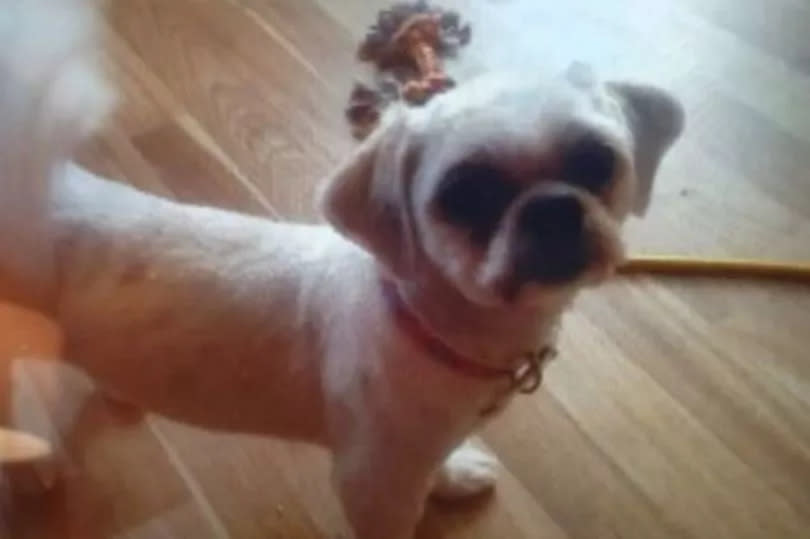 Rosie, a Maltese cross with a Shih Tzu who was plucked from a garden in Manchester but later found