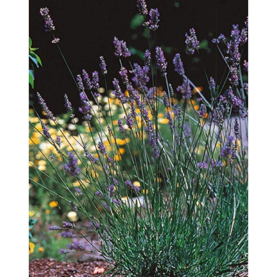 <p><a href="https://go.redirectingat.com?id=74968X1596630&url=https%3A%2F%2Fwww.homedepot.com%2Fp%2FBELL-NURSERY-3-Gal-Provence-French-Lavender-Lavandula-Live-Evergreen-Shrub-with-Purple-Flowers-1-Pack-LAVDR3PRV1PK%2F324584609&sref=https%3A%2F%2F" rel="nofollow noopener" target="_blank" data-ylk="slk:Shop Now;elm:context_link;itc:0;sec:content-canvas" class="link ">Shop Now</a></p><p>Lavender 'Provence'</p><p>$36.98</p><p>homedepot.com</p><span class="copyright">Bell Nursery</span>