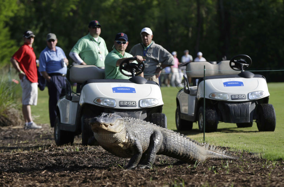 An alligator crosses through the course during the first round of the PGA Zurich Classic golf tournament at TPC Louisiana in Avondale, La., Thursday, April 25, 2013. (AP Photo/Gerald Herbert)]