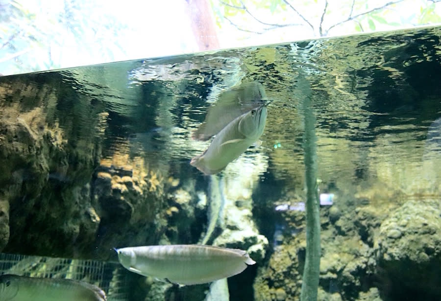 桃園水族館 Xpark 八景島水族館