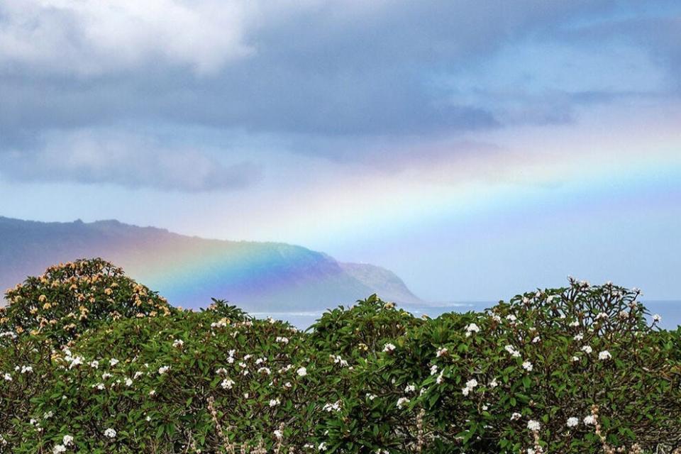 Take in the beauty of Hawaii at Little Plumeria Farms