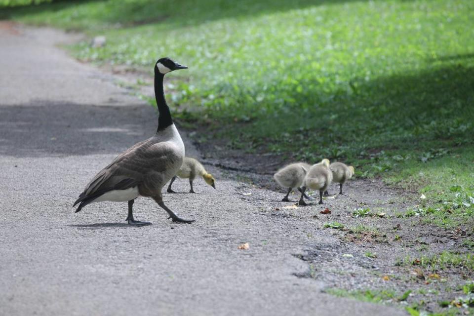 Candian geese guard their young at the Lexington Cemetery in Lexington, Ky on May 9, 2024.