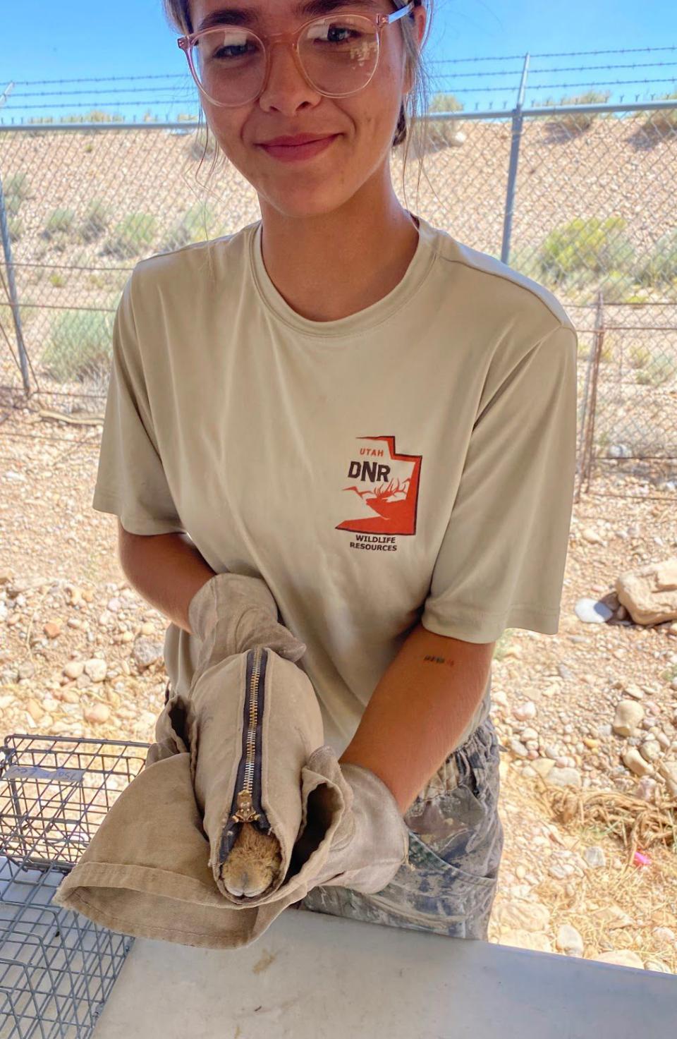 Utah Division of Wildlife Resources technician Eve Mostrom prepares to release a prairie dog into a cage so it can be relocated to new habitat. | Lee Benson, Deseret News