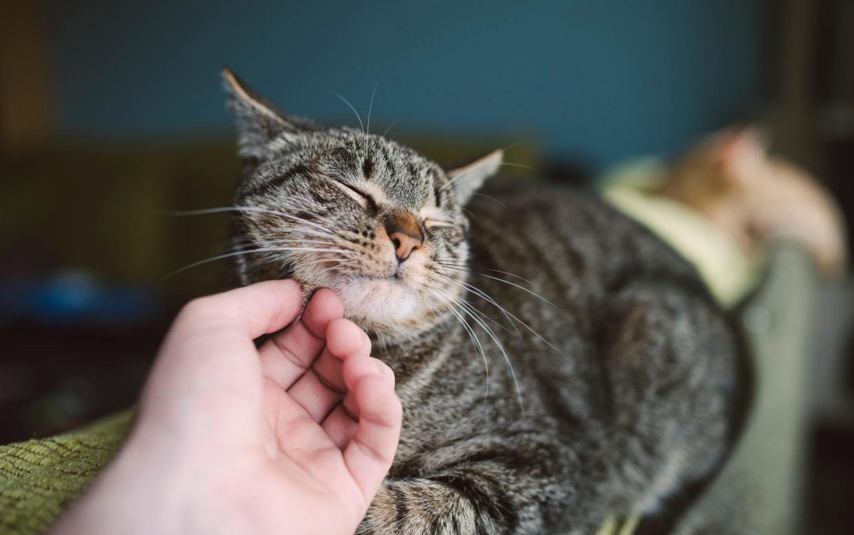 The team found most cats prefer being touched on the base of their ears, around their cheeks and under their chins - Westend61