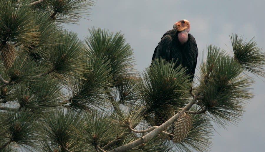FILE – In this July 10, 2008, file photo, a California Condor is perched atop a pine tree in the Los Padres National Forest east of Big Sur, California. (AP Photo/Marcio Jose Sanchez, File)