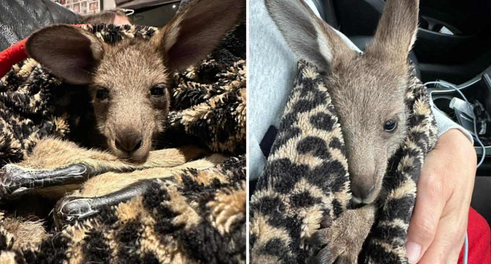The kangaroo can be seen inside a blanket with its arms and ears sticking out. 