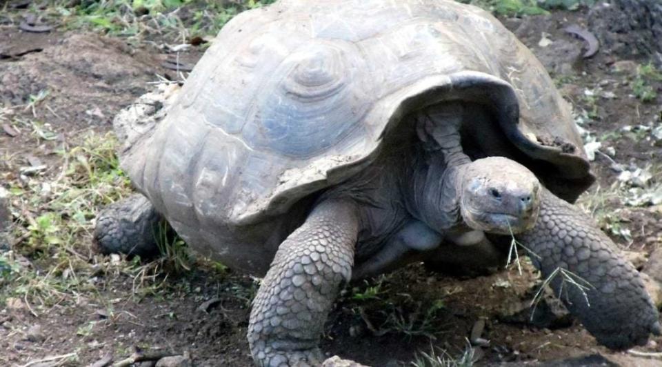 Cambio de Ecuador de deuda por naturaleza servirá para la protección de las islas Galápagos