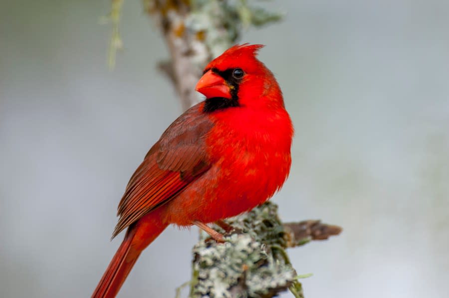 TEXAS, UNITED STATES – 2006/04/13: A male northern cardinal (Cardinalis cardinalis) is perched in a tree in the Hill Country of Texas near Hunt, USA. (Photo by Wolfgang Kaehler/LightRocket via Getty Images)