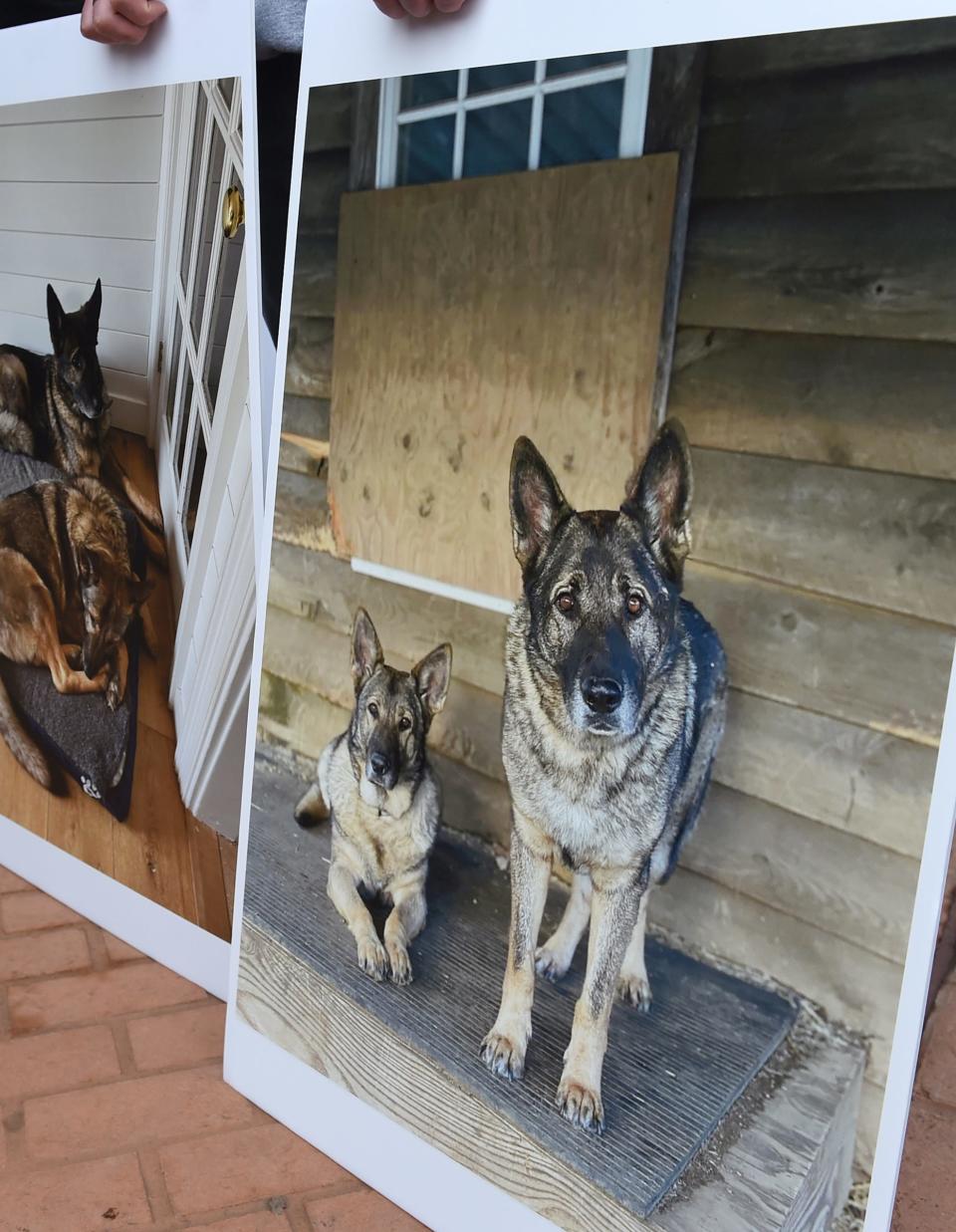 Photos of the Caviola family dogs Cimo, right, and Lieben, left, on a poster outside Danbury Superior Court on Wednesday, March 1, 2023, in Danbury, Conn. Michael Konschak is facing charges after he allegedly killed, beheaded and skinned Caviola's family dogs. Konschak, a hunter who told authorities he killed and skinned what he thought were two coyotes, but later discovered they were a Connecticut family's pet German shepherds, has been criminally charged.