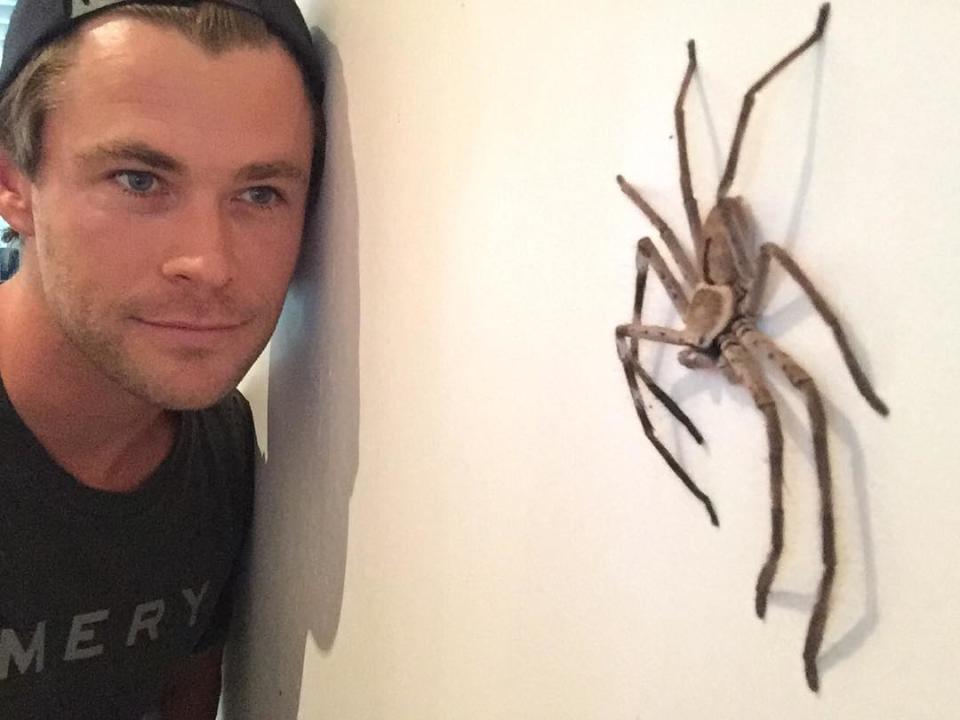 Chris Hemsworth showcased how big Huntsman spiders can get when he shared this photo on Halloween in 2015. Photo: Instagram/ChrisHemsworth