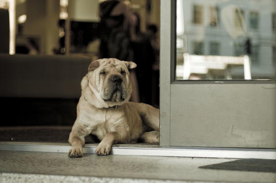 Shar Pei