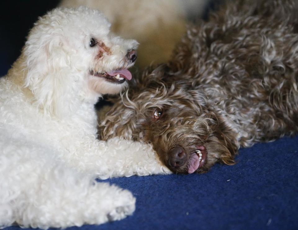 In this photo taken on Tuesday, April 22, 2014, two of the Olate performing dogs, Copo, left, and Bella take a break after a training session in Sorrento, Fla. Since the father and son took their 10 flipping, twirling dogs from the center ring of a circus to the stage of a reality show, where they won TV competition "America's Got Talent," people pack their performances at large venues and they have been tapped to star in short films bankrolled by Ellen DeGeneres' pet food company, one of which is set to screen at the Cannes Film Festival. (AP Photo/John Raoux)