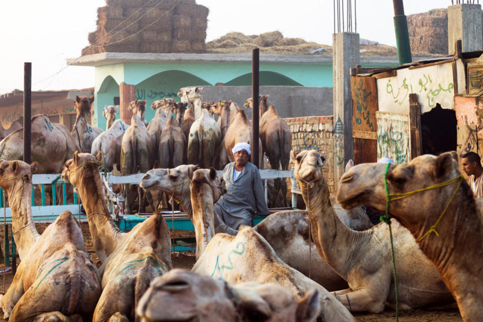 The largest market for camels in the Middle East