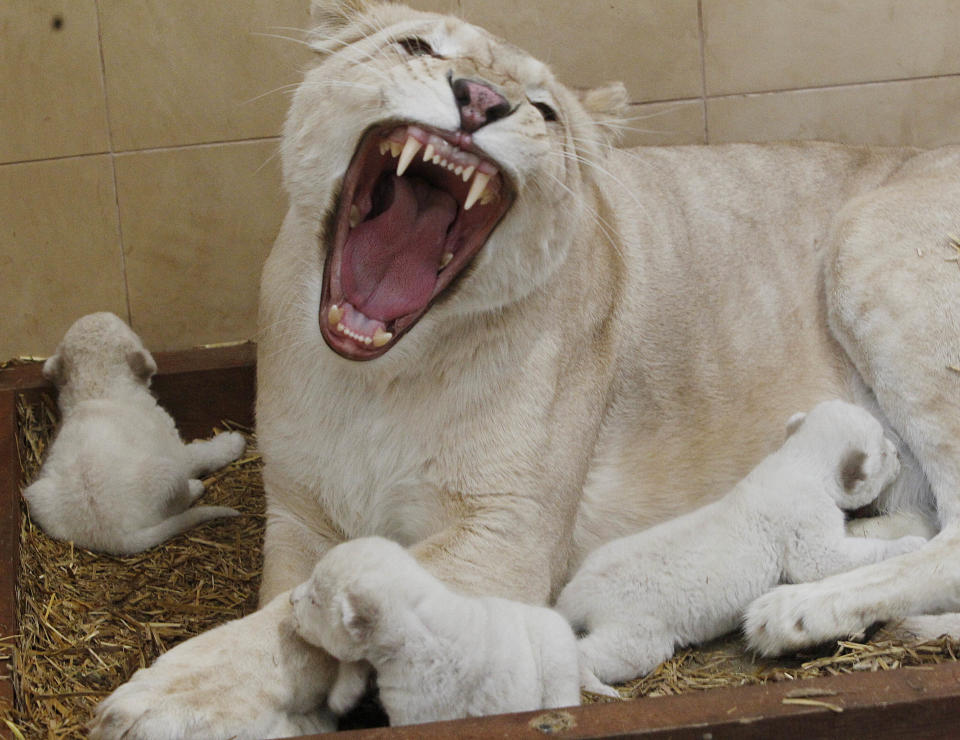 White lioness Azira lies in their cage with her three white cubs that were born last week in a private zoo in Borysew, in central Poland, on Tuesday, Feb. 4, 2014. Zoo owner Andrzej Pabich says white lions often have defects the prevent giving birth, or the mother rejects her cubs, but two and a half-year-old Azira has been patiently feeding and caring for her little ones, as three and a half-year-old Sahim, who fathered them, watches from a neighboring cage. (AP Photo/Czarek Sokolowski)