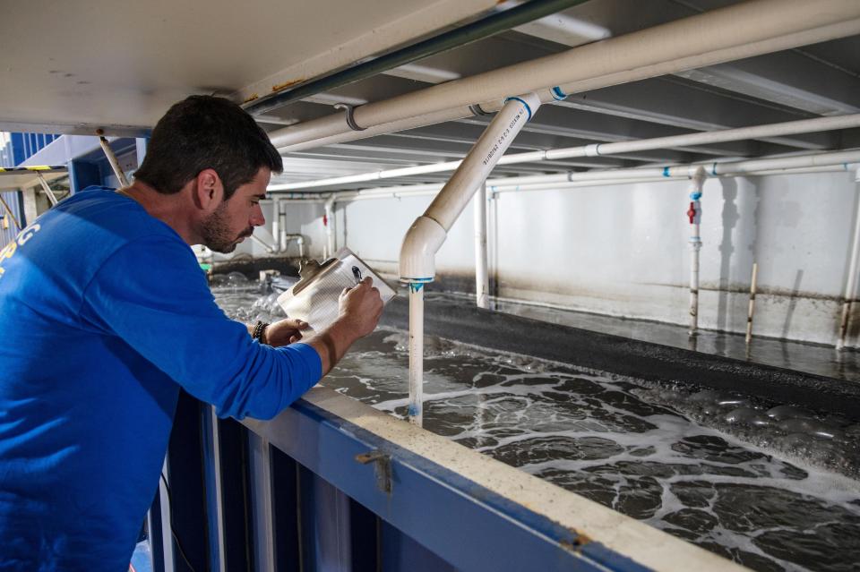 Atarraya Inc. operates an AI-powered sustainable shrimp farm at 2075 S. Belmont Ave., Indianapolis, from which consumers can order fresh shrimp.