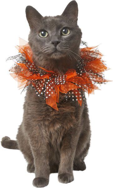 <p><a href="https://go.redirectingat.com?id=74968X1596630&url=https%3A%2F%2Fwww.chewy.com%2Ffrisco-cat-collar-ruffle-costume%2Fdp%2F361084&sref=https%3A%2F%2F" rel="nofollow noopener" target="_blank" data-ylk="slk:Shop Now;elm:context_link;itc:0;sec:content-canvas" class="link ">Shop Now</a></p><p>Frisco Cat Collar Ruffle Accessory</p><p>chewy.com</p><p>$7.27</p>