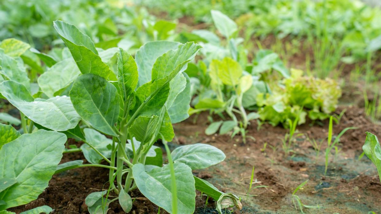  A close-up of a vegetable patch. 